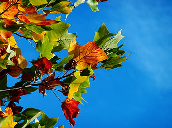 Autumn Sycamore Leaves Against Blue Sky
