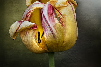 Vintage Oil Painting of Yellow and Pink Tulip