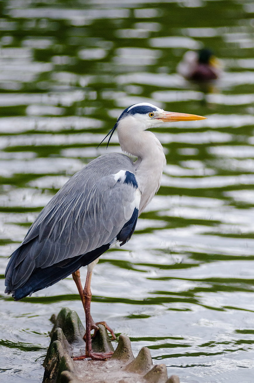 Grey Heron Standing on Stone in Water