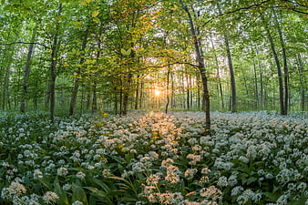 Sunset Sunlight Through Wild Garlic Forest in Spring