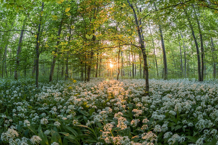 Sunset Sunlight Through Wild Garlic Forest in Spring