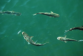 Top-down view of fish swimming in green water