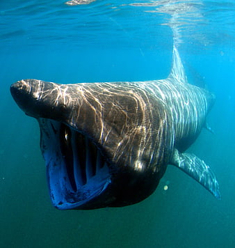Close-up of a basking shark with open mouth underwater