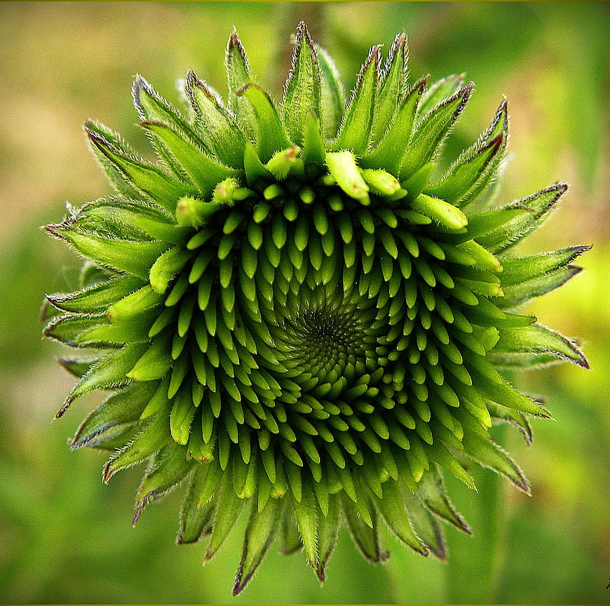 Close-up of Green Coneflower Bud with Selective Focus
