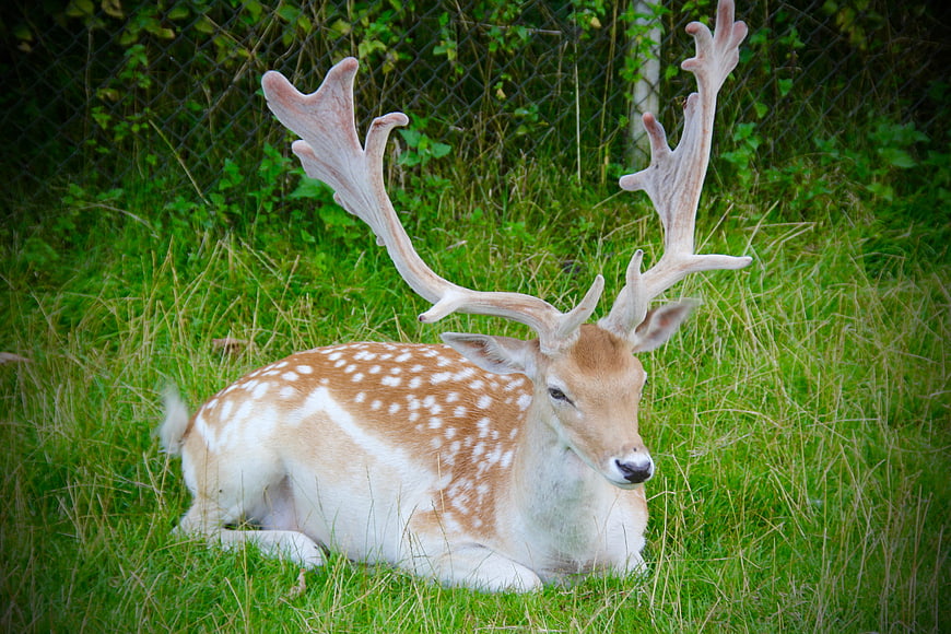 Spotted Deer Stag with Velvet Antlers Resting in Grass