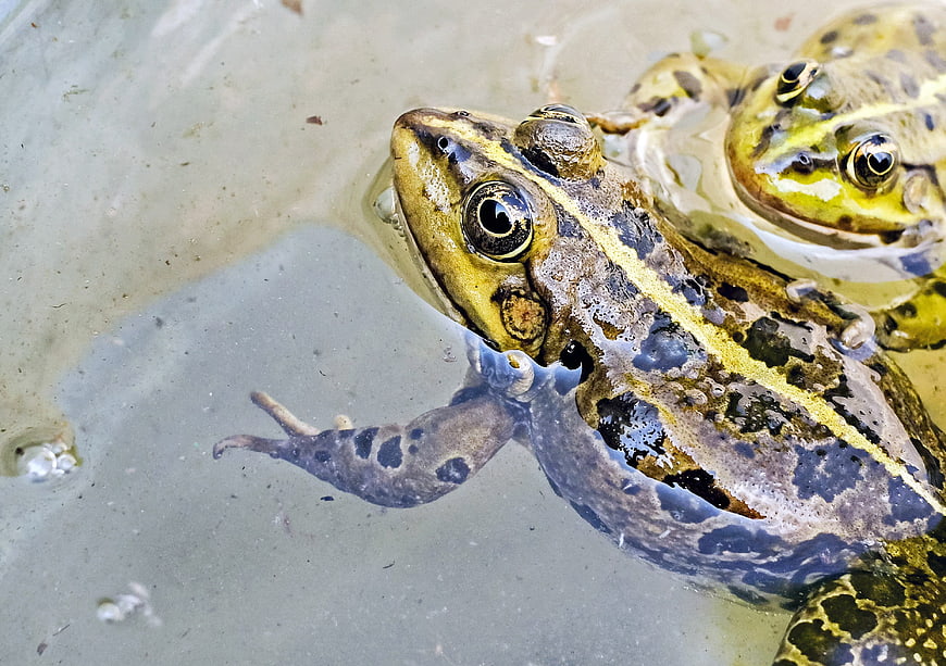 Close-up of Green Frogs Swimming in Murky Water