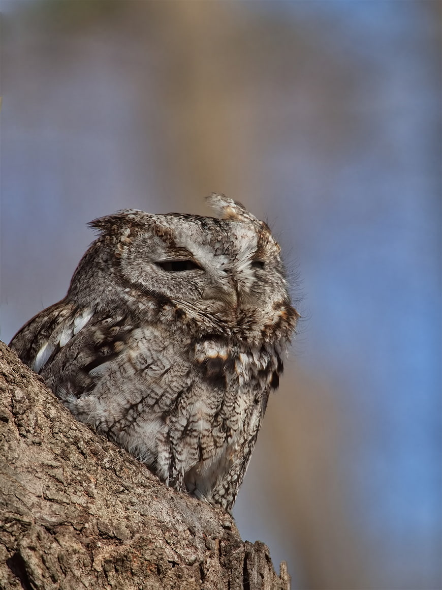 Close-up of a sleeping Eastern Screech Owl on a tree branch