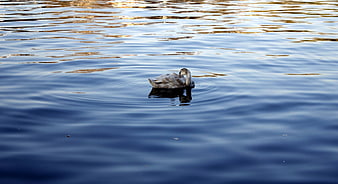 Young Swan Swimming in Calm Blue Lake Water