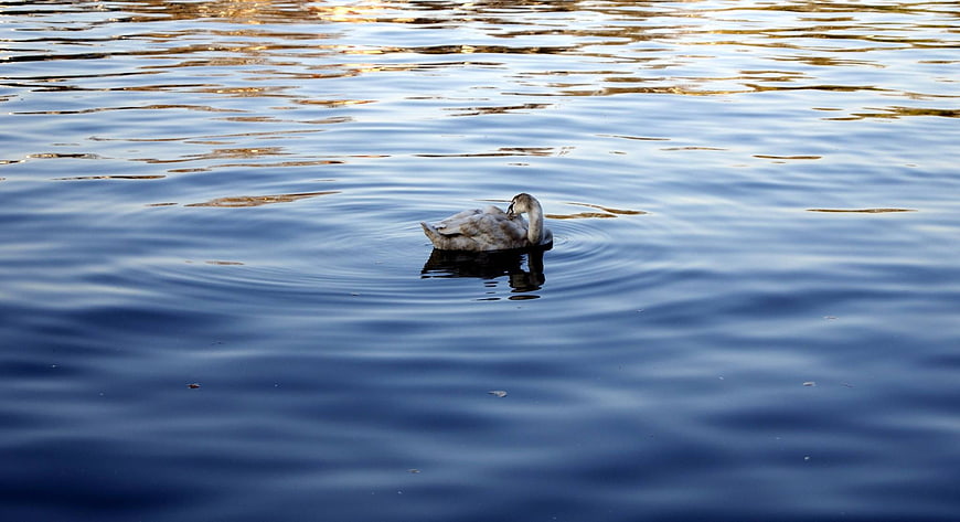 Young Swan Swimming in Calm Blue Lake Water