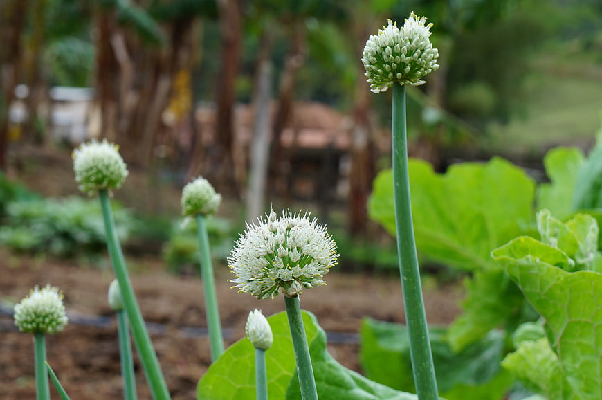 Blooming white onion flowers in a lush green vegetable garden