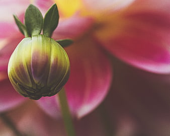 Close-up of a green flower bud with pink background