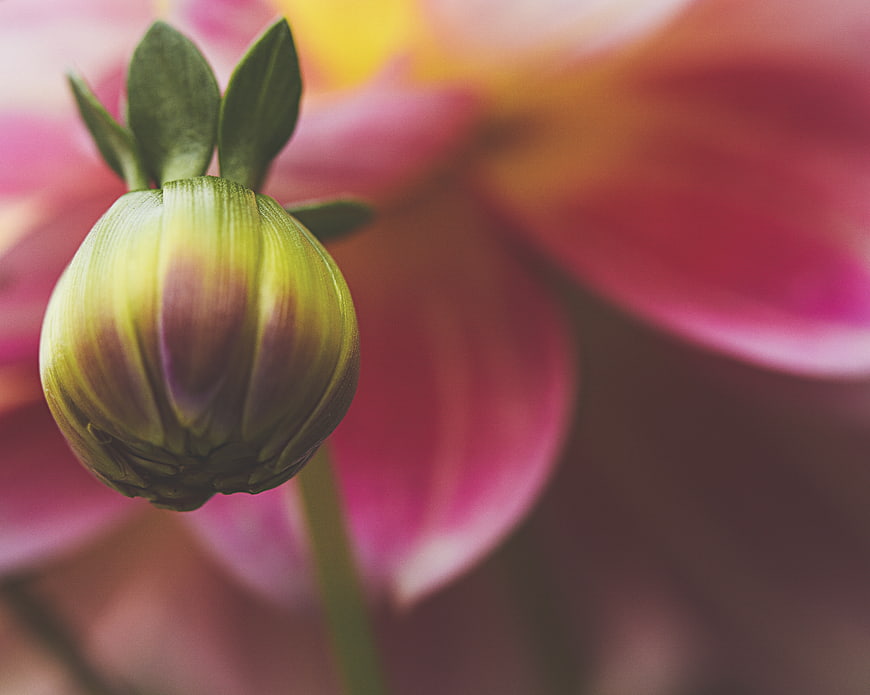 Close-up of a green flower bud with pink background