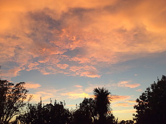 Dramatic orange sunset sky with tree silhouettes