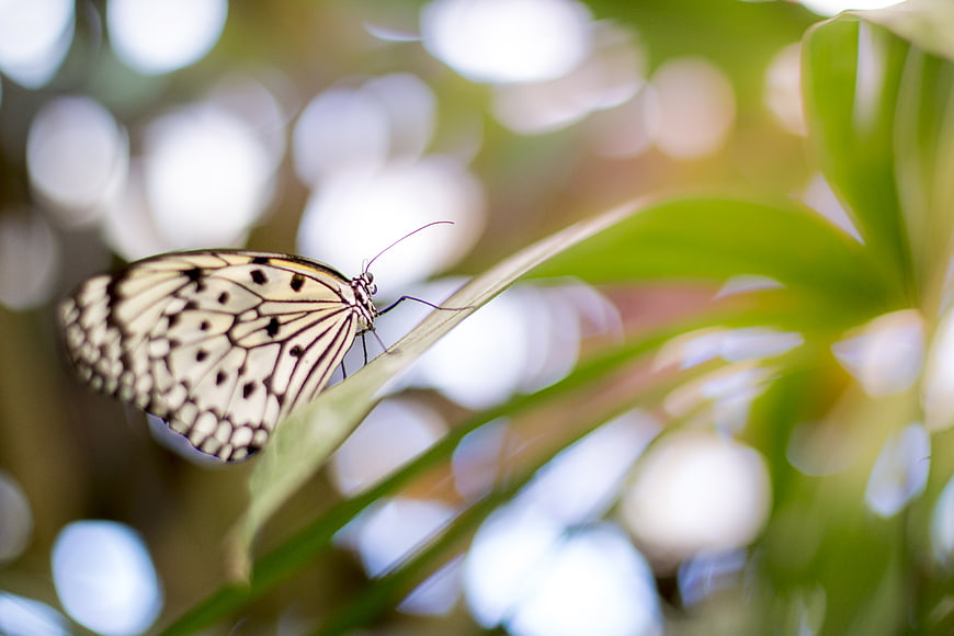 White Butterfly on Green Leaf with Bokeh Background