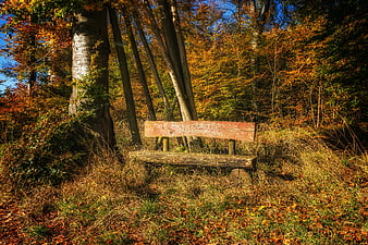 Rustic Wooden Bench in Autumn Forest with Golden Leaves