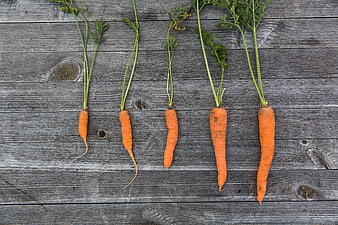 Fresh organic carrots on rustic wooden background