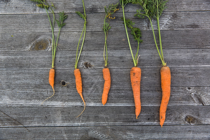 Fresh organic carrots on rustic wooden background