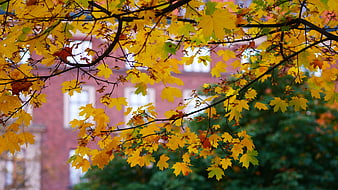 Golden Autumn Maple Leaves with Blurred Red Brick Building Background