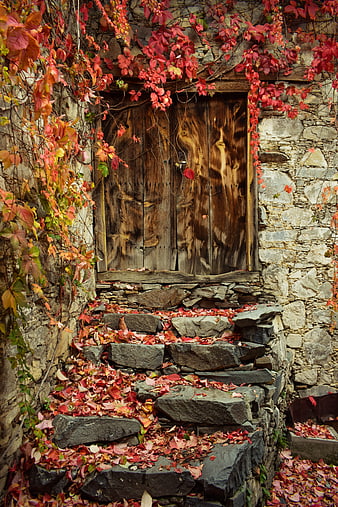 Rustic wooden door in stone wall with autumn ivy and stone steps