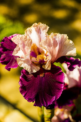 Close-up of purple and white iris flower in sunlight