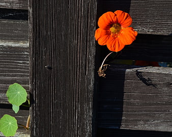 Vibrant Orange Nasturtium Flower on Weathered Wooden Fence