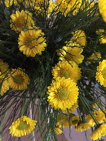 Close-up of vibrant yellow chrysanthemums with green foliage