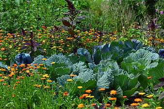 Lush vegetable garden with cabbages and marigolds