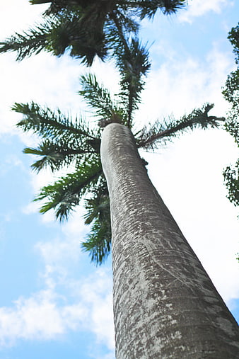 Low angle view of tall palm tree trunk against blue sky