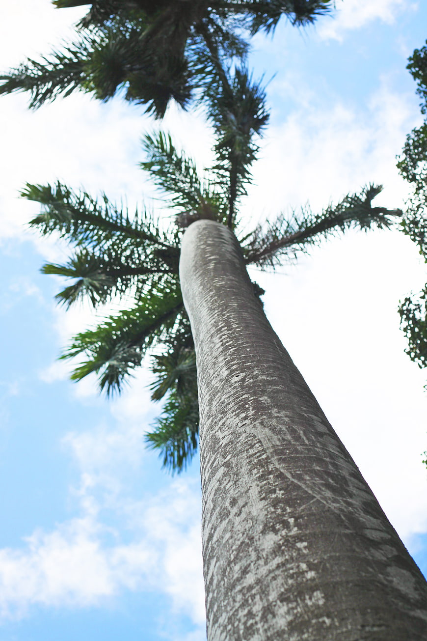 Low angle view of tall palm tree trunk against blue sky