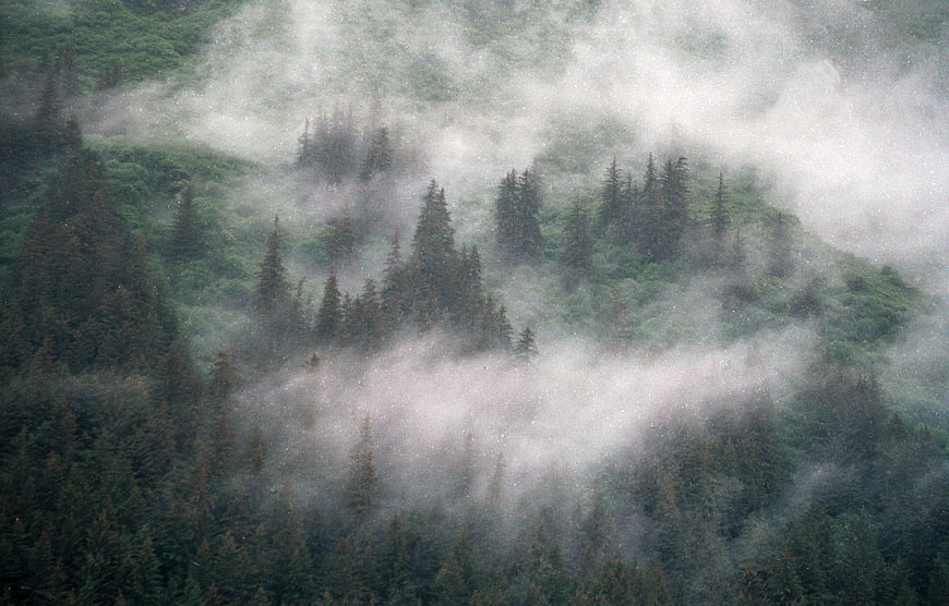 Misty coniferous forest landscape with fog rolling through trees