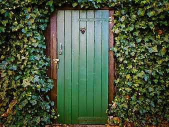 Rustic Green Wooden Door Surrounded by Lush Ivy