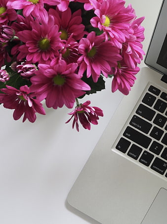 Pink Chrysanthemums Next to Silver Laptop on White Desk