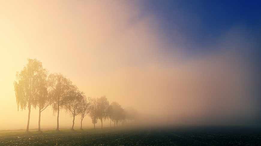Misty Dawn Landscape With Row Of Trees In Field