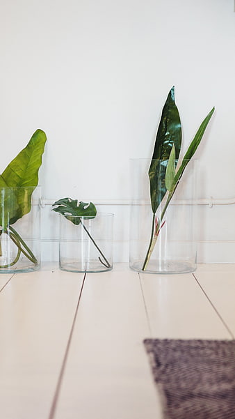 Minimalist Green Plant Leaves in Glass Vases on White Floor