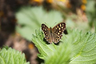 Brown butterfly with yellow spots resting on green leaf