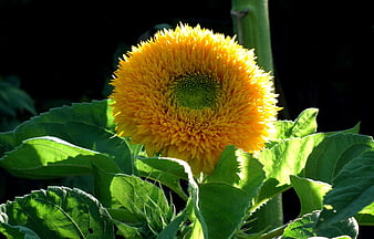 Vibrant yellow ornate sunflower with green leaves in sunlight
