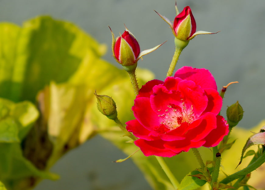 Vibrant red rose bloom with buds and green leaves