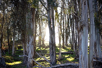 Sunlight streaming through tall eucalyptus trees in a forest