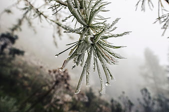 Frost-covered pine needles with water droplets in foggy forest