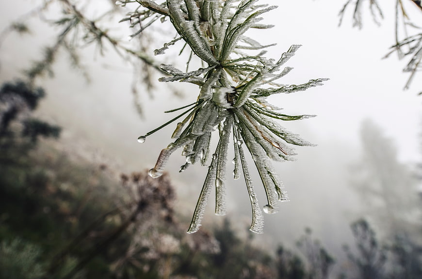 Frost-covered pine needles with water droplets in foggy forest
