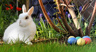 White Easter Bunny with Colorful Eggs in Spring Garden
