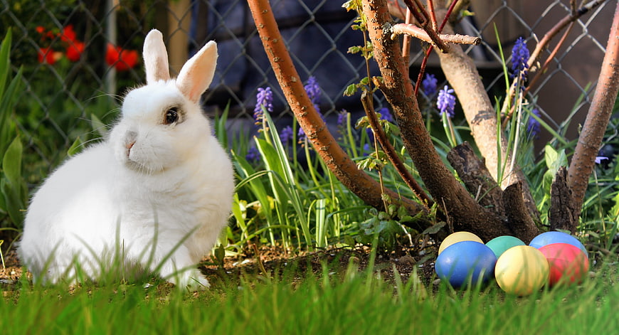 White Easter Bunny with Colorful Eggs in Spring Garden