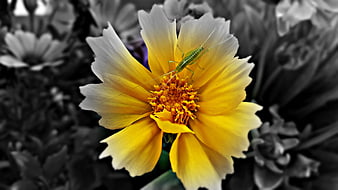 Yellow Cosmos Flower with Green Insect on Black and White Background