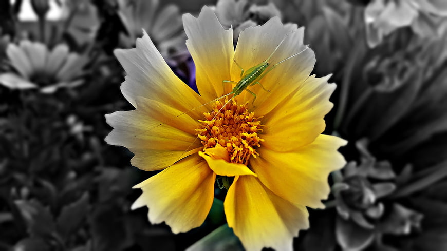Yellow Cosmos Flower with Green Insect on Black and White Background