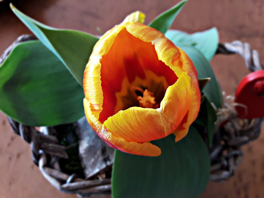 Close-up of vibrant orange and yellow tulip in woven basket