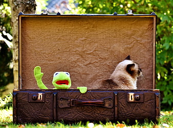 Kermit the Frog and Siamese Cat in Vintage Suitcase