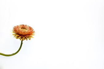 Single Orange Strawflower on White Background with Copyspace