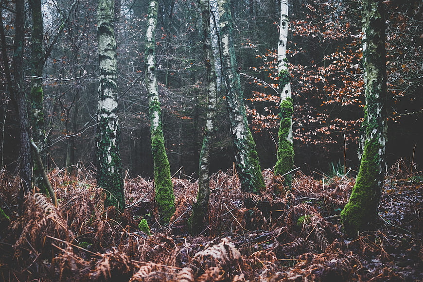 Mossy Birch Trees in Dark Autumn Forest