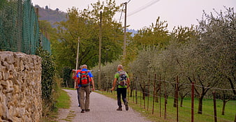 Hikers walking on gravel path through olive grove