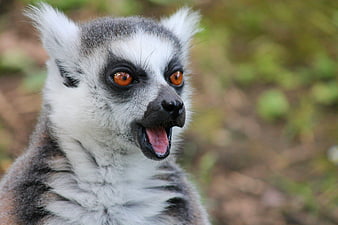 Close-up portrait of a ring-tailed lemur with open mouth
